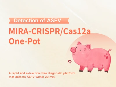 Assaġġ CRISPR/Cas12a ta' Tubu Wieħed-Mmexxi minn PAM-Subottimali Għall-Estraz...